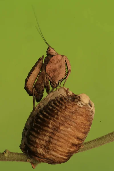 Mantis Religiosa Del Boxeador Astyliasula Phyllopus Está Comiendo Con Cuerpo — Foto de Stock