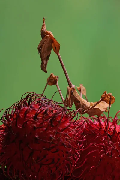 Violín Mantis Religiosa Está Buscando Pulgas Entre Los Frutos Silvestres —  Fotos de Stock