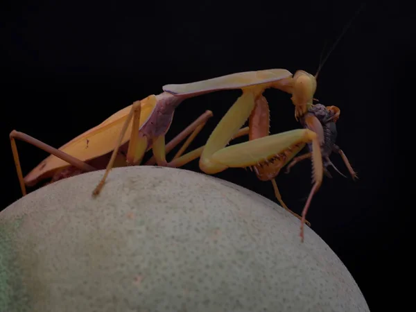 Een Gouden Bidsprinkhaan Eet Een Kakkerlak — Stockfoto