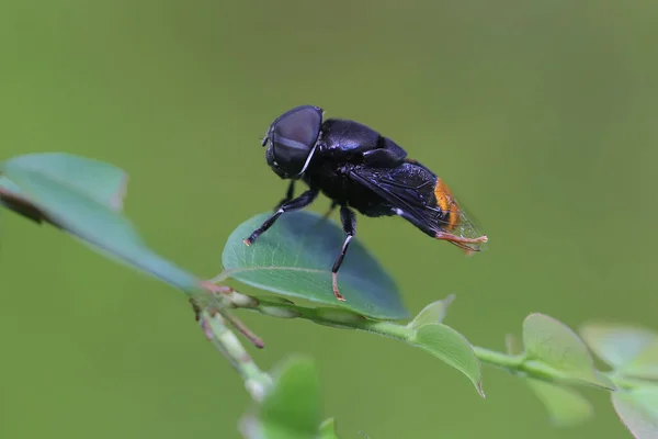 Une Mouche Noire Avec Croupion Jaune Était Perchée Sur Buisson — Photo