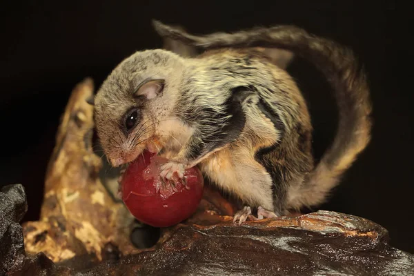 One flying squirrel (Lomys horsfieldi) eating grape. These animals are nocturnal or active at night.