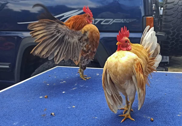 Лихорадочный Вид Курицы Серама Опухшей Грудью — стоковое фото