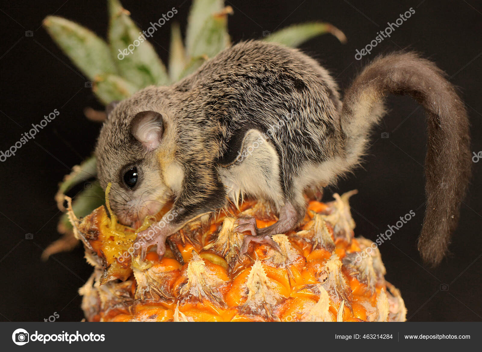 Flying Squirrel Lomys Horsfieldi Eating Pineaple Fruit Animals Nocturnal Active Stock Photo by ©iwayansumatika 463214284 Flying Squirrel Lomys Horsfieldi Eating Pineaple Fruit Animals Nocturnal Active Stock Photo by ©iwayansumatika 463214284