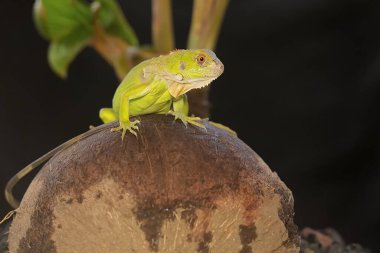 Genç bir yeşil iguana (iguana iguanası) günlük aktivitelerine başlamadan önce güneşleniyor.