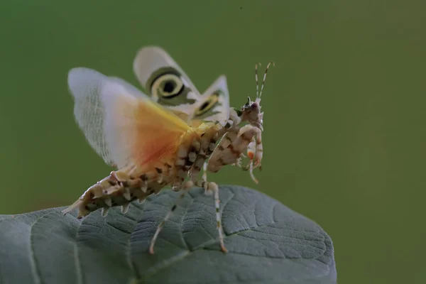 사마귀 Pseudocreobotra Wahlbergii 아름다운 날개를 퍼덕거리며 포식자를 — 스톡 사진