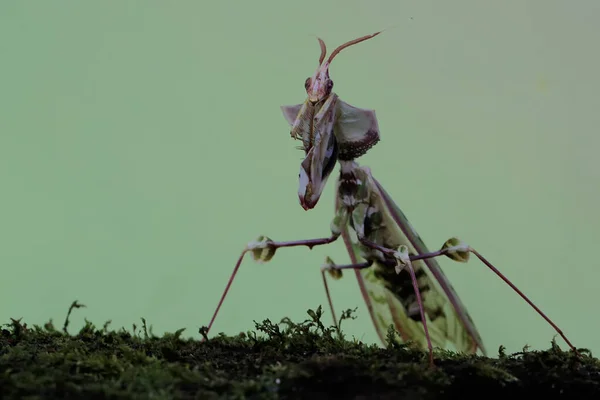 一只祈祷的螳螂 Idolomantis Diabolica 正在寻找一种野生植物的猎物 — 图库照片