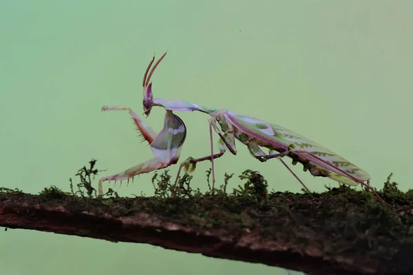 一只祈祷的螳螂 Idolomantis Diabolica 正在寻找一种野生植物的猎物 — 图库照片