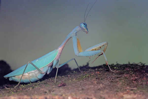 Una Mantis Religiosa Azul Hierodula Está Buscando Presas Una Planta — Foto de Stock