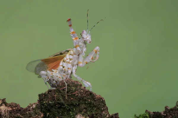 Una Mantis Flor Espinosa Pseudocreobotra Wahlbergii Está Agitando Sus Hermosas —  Fotos de Stock