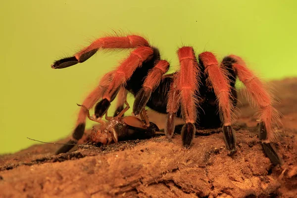 Egy Tarantula Agresszív Viselkedést Mutat Minden Típus Mérgező Emberre Nem — Stock Fotó