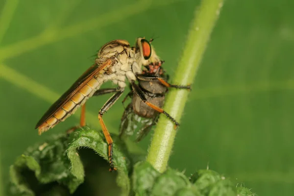 Una Mosca Rapaz Asilidae Está Cazando Pequeños Insectos Los Arbustos — Foto de Stock