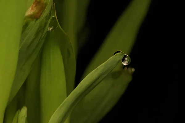 Beauty Morning Dew Corn Leaves — Stock Photo, Image