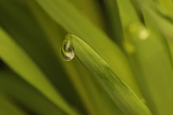 Beauty Morning Dew Corn Leaves — Stock Photo, Image