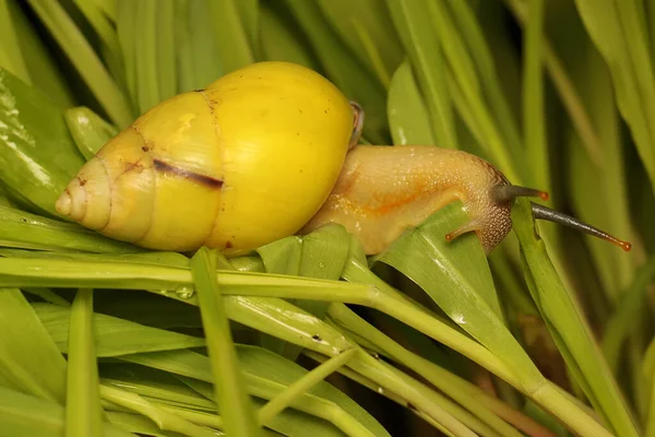 Escargot Polynésien Partula Est Recherche Nourriture Dans Maïs Nouvellement Cultivé — Photo