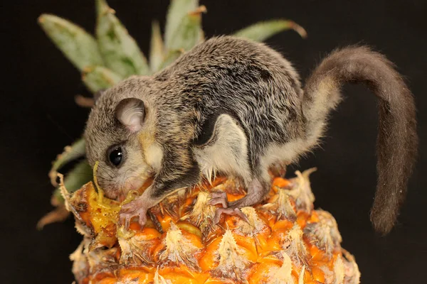 Esquilo Voador Lomys Horsfieldi Está Comendo Uma Fruta Pineaple Estes — Fotografia de Stock
