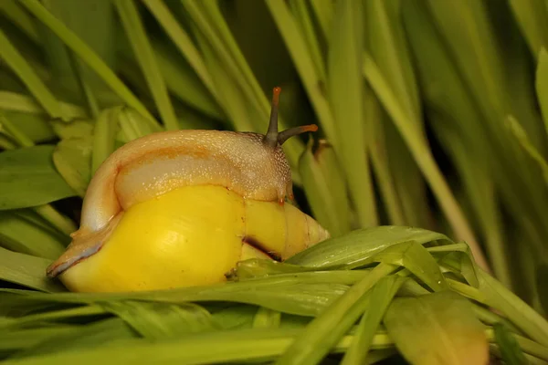 Egy Polinéziai Csiga Partula Egy Frissen Nőtt Kukoricafán Keres Élelmet — Stock Fotó