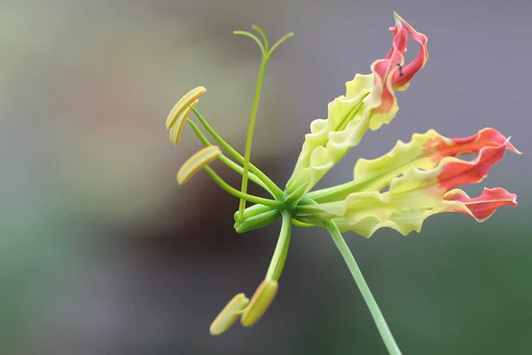 Beauty Flame Lily Gloriosa Superba Full Bloom Beautiful Flower Seems — Stock Photo, Image