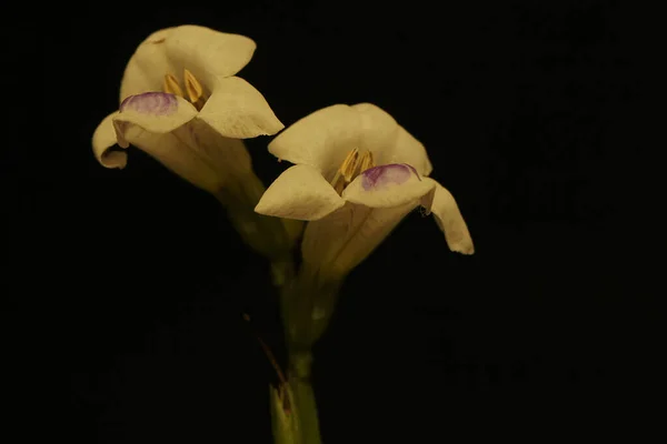 Piękno Dzikich Kwiatów Pełnym Rozkwicie — Zdjęcie stockowe