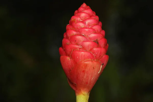 Bellezza Dei Fiori Selvatici Piena Fioritura — Foto Stock