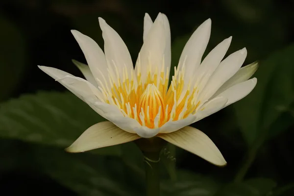 Beauty Water Lily Often Described Symbol True Love — Stock Photo, Image