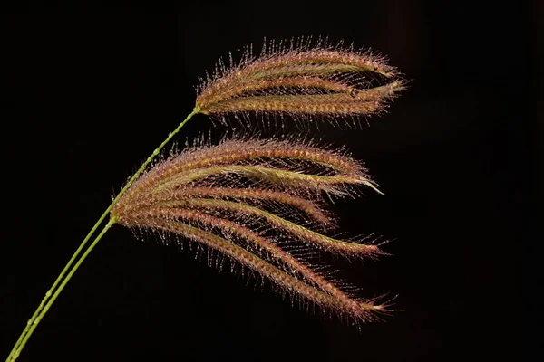 Beauty Rhodes Grass Flowers Covered Morning Dew Beautiful Grass Has — Stock Photo, Image