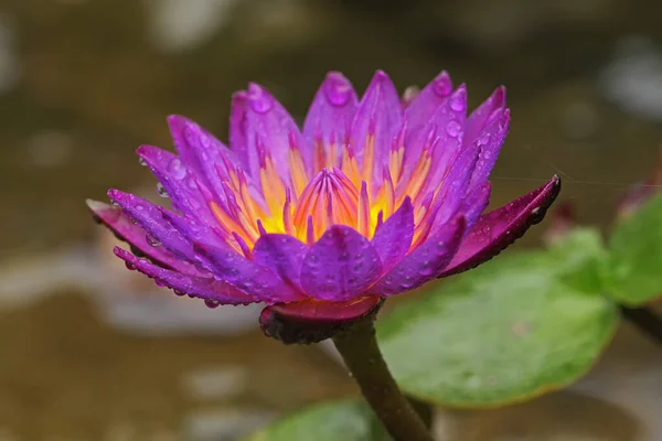 Beauty Water Lily Often Described Symbol True Love — Stock Photo, Image