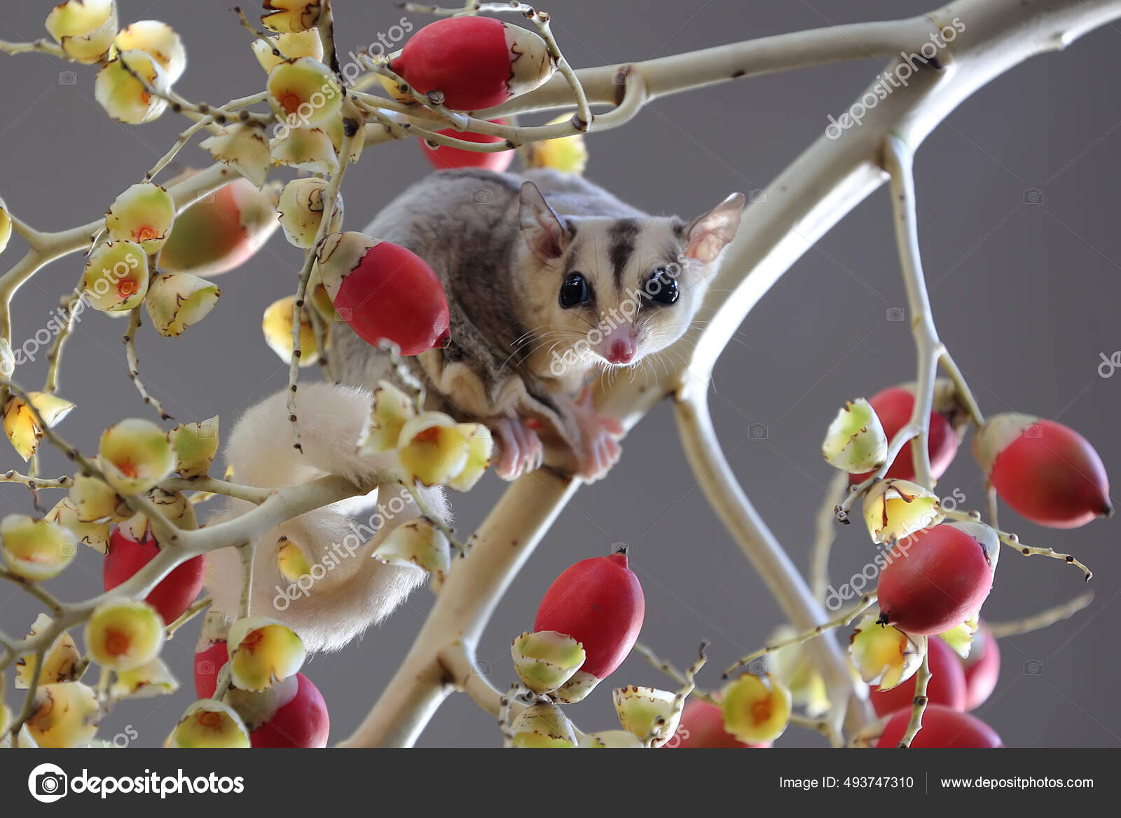 As Pets Raising Sugar Gliders Glider Pet Raising A Sugar Glider