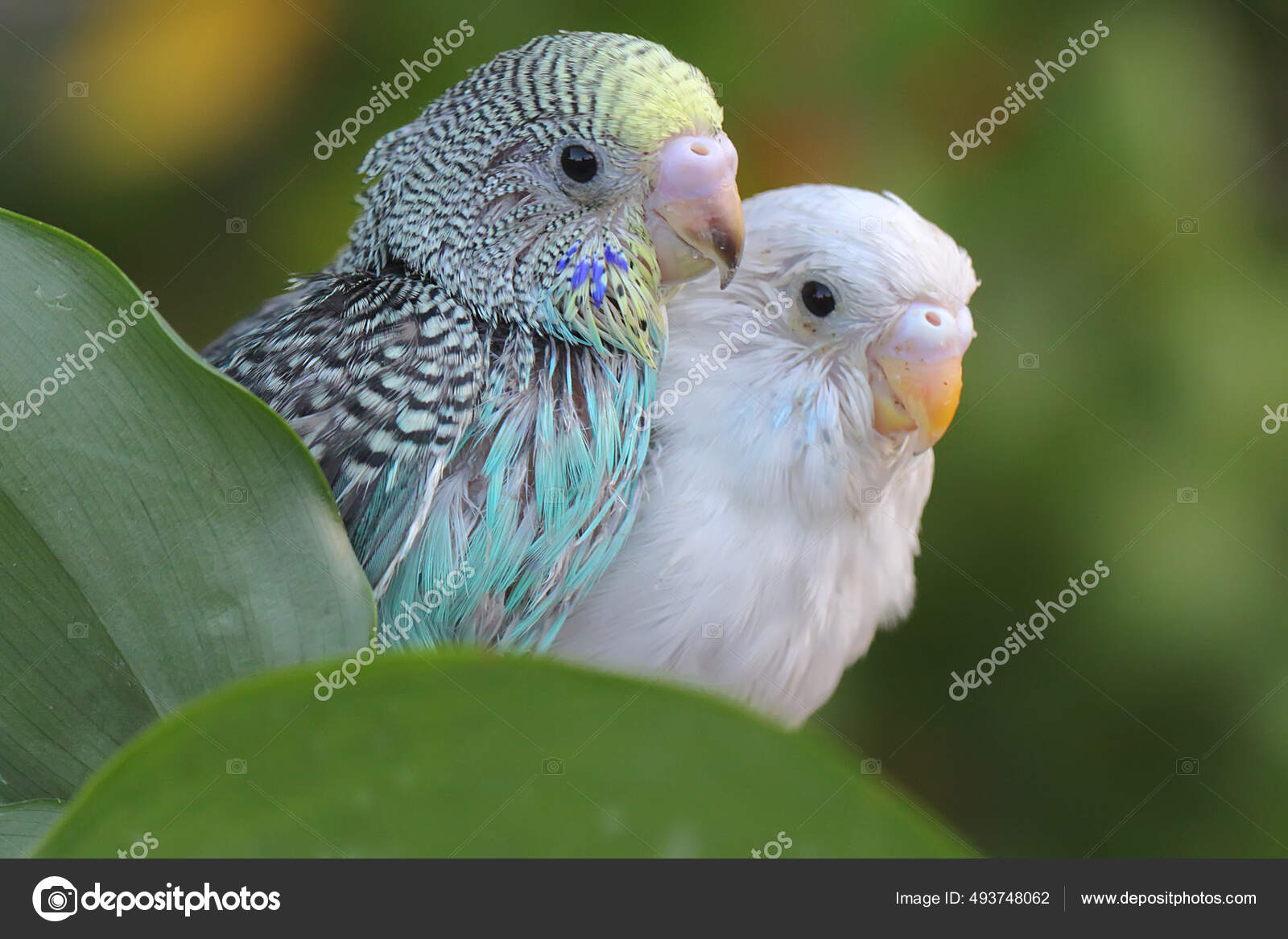 Two Parakeets Melopsittacus Undulatus Resting Bush — Stock Photo