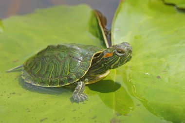 Kırmızı kulaklı sürgülü kaplumbağa günlük aktivitelerine başlamadan önce güneşleniyor. Bu sürüngenin bilimsel adı Trachemys scripta elegans.