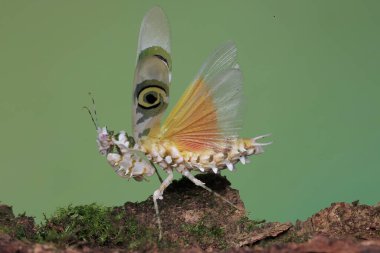 Bir dikenli çiçek peygamber devesi (Pseudocreobotra wahlbergii) yırtıcıları kovalamak için güzel kanatlarını çırpıyor..