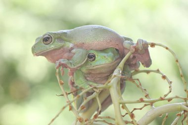 İki tombul ağaç kurbağası bir avuç genç palmiye üzerinde dinleniyor. Bu yeşil amfibyumun bilimsel adı Litoria caerulea. 