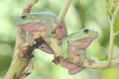 İki tombul ağaç kurbağası bir avuç genç palmiye üzerinde dinleniyor. Bu yeşil amfibyumun bilimsel adı Litoria caerulea. 