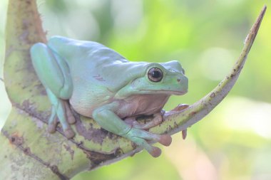 Tombul bir ağaç kurbağası bir avuç genç palmiyenin üzerinde dinleniyor. Bu yeşil amfibyumun bilimsel adı Litoria caerulea. 