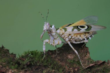 Bir peygamber devesi güzel kanatlarını çırpıyor.
