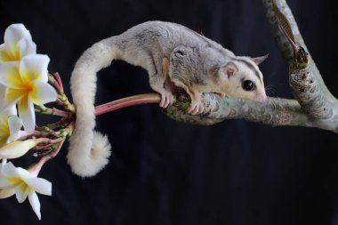 Bir mozaik şeker planörü yiyecek arıyor. Bu keseli hayvanlar meyve ve küçük böcekler yerler.. 