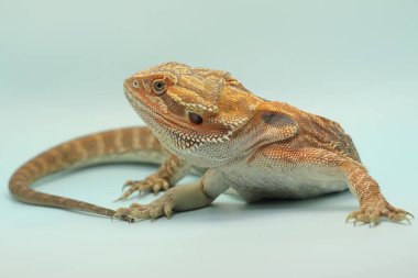 Sakallı bir ejderha (Pogona sp) saldırgan davranışlar sergiliyor.