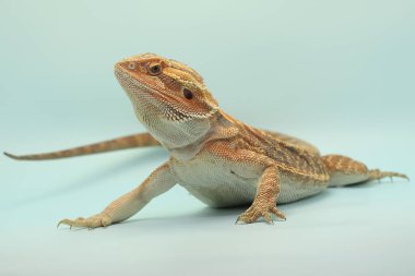 Sakallı bir ejderha (Pogona sp) saldırgan davranışlar sergiliyor.