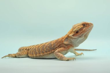 Sakallı bir ejderha (Pogona sp) saldırgan davranışlar sergiliyor.