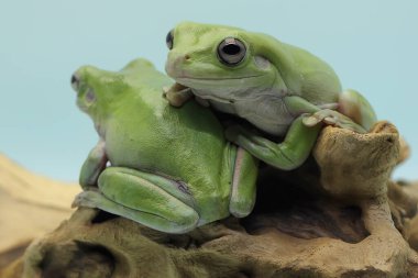 İki tombul kurbağa (Litoria caerulea) kuru bir kütüğün üzerinde dinleniyor..