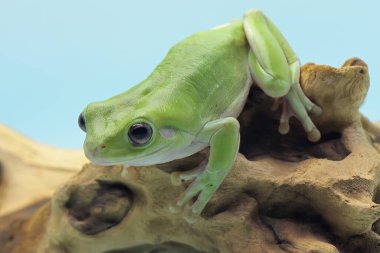 Kuru bir kütükte dinlenen tıknaz bir kurbağa (Litoria caerulea).
