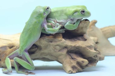 İki tombul kurbağa (Litoria caerulea) kuru bir kütüğün üzerinde dinleniyor..