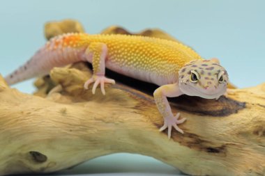 Bir leopar kertenkelesi (Eublepharis macularius) kendine özgü bir şekilde poz verir.