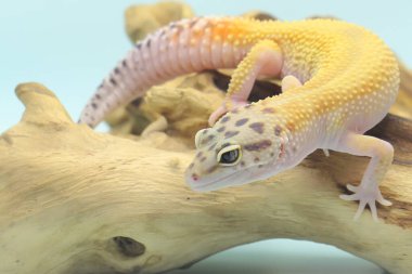 Bir leopar kertenkelesi (Eublepharis macularius) kendine özgü bir şekilde poz verir.