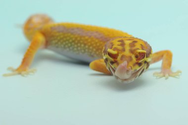 Bir leopar kertenkelesi (Eublepharis macularius) kendine özgü bir şekilde poz verir.