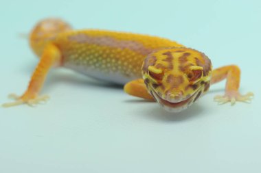 Bir leopar kertenkelesi (Eublepharis macularius) kendine özgü bir şekilde poz verir.