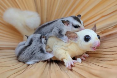 Bir anne şeker planörü iki bebeğini tutarken yiyecek arar.. 