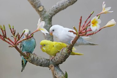 Üç muhabbet kuşu (Melopsittacus undulatus) bir frangipani ağaç gövdesinde dinleniyor.. 