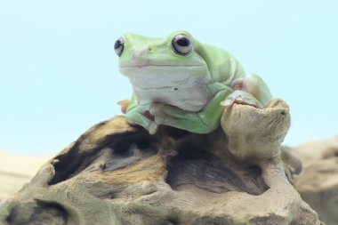 Kuru bir kütükte dinlenen tıknaz bir kurbağa (Litoria caerulea).