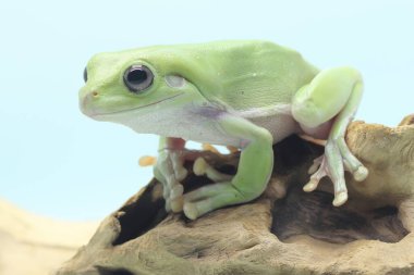 Kuru bir kütükte dinlenen tıknaz bir kurbağa (Litoria caerulea).