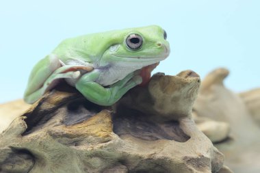 Kuru bir kütükte dinlenen tıknaz bir kurbağa (Litoria caerulea).